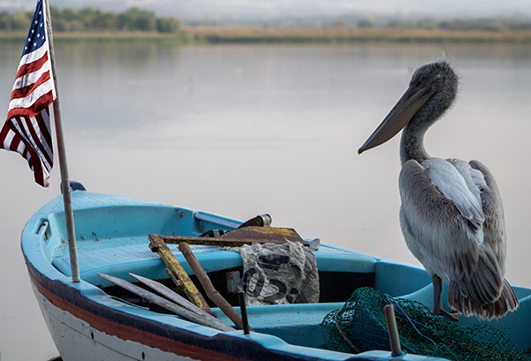 Long-beaked pelican captain watching the bay on a blue boat, close-up, selective focus